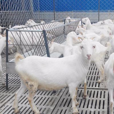 免打疫苗美國白山羊養殖場的飼料生產管理