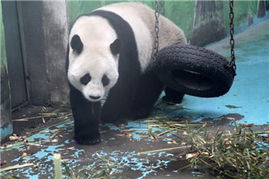 中國政協(xié)委員聚焦動(dòng)物飼養(yǎng)規(guī)范，推動(dòng)生態(tài)文明建設(shè)與畜牧業(yè)高質(zhì)量發(fā)展