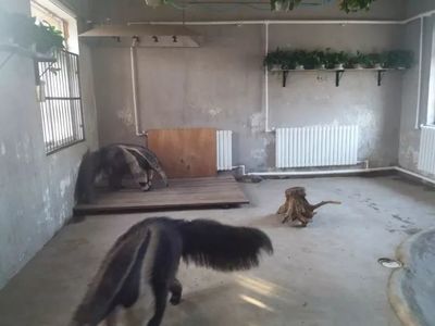 大冷天，天津動物園動物沒秋褲怎么過？第一個就能讓你笑哭了！