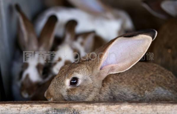 幼兔動物養殖場及繁殖技術，飼料生產全攻略